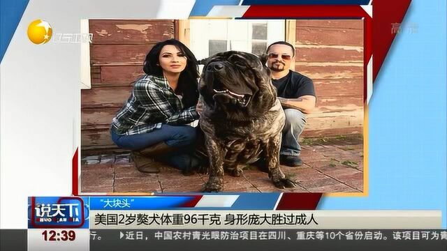 美国2岁獒犬体重达96千克,身形庞大胜过成人