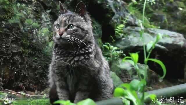 在乡间发现一只可爱的狸花猫