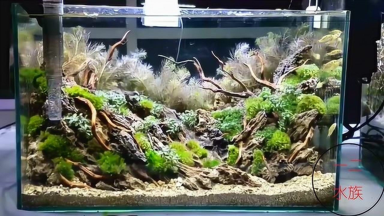 20个草缸,现场拍摄,鱼缸造景比赛,草缸造景师现场开缸