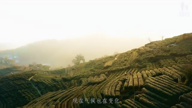 老爸评测——翁家山ⷮŠ狮峰龙井