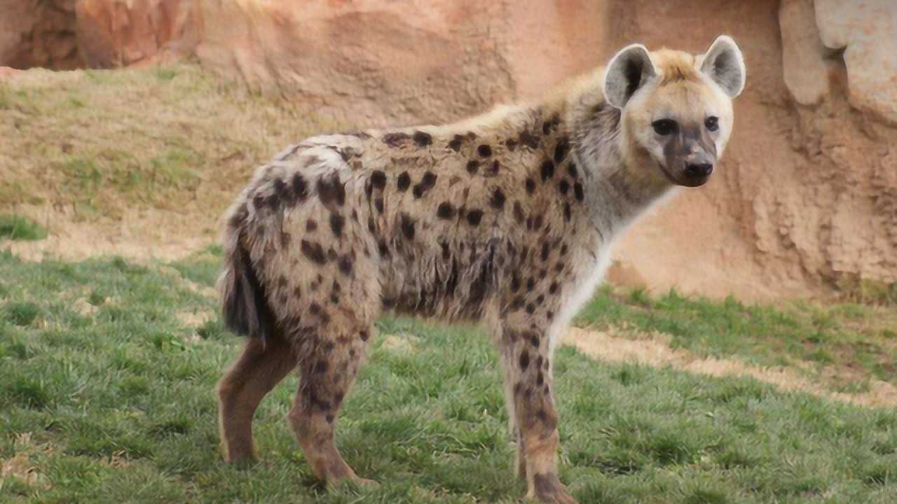 鬣狗作为非洲二哥从不攻击人类背后原因有点恶心