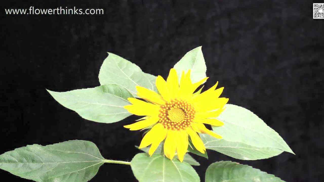 向日葵发芽开花