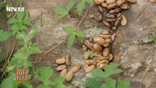 一万多块钱一斤的“屎” 麝香猫的屎究竟是什么宝贝