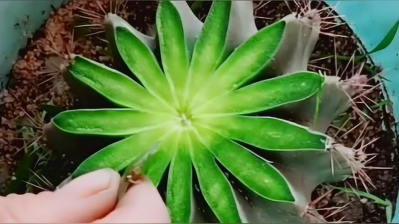 仙人球嫁接蟹爪兰方法很简单想象一下嫁接之后的效果一定很美