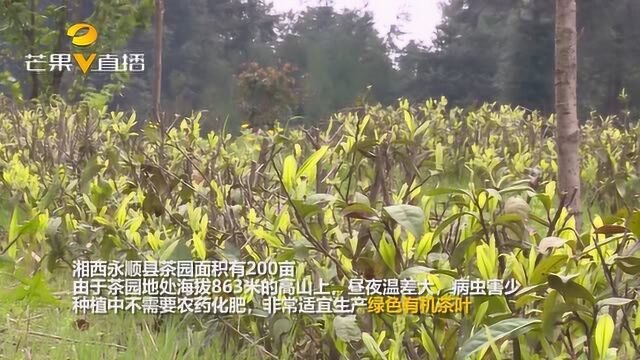 湘西永顺:户帮户亲帮亲,家庭农场带动贫困户就近务工增收!