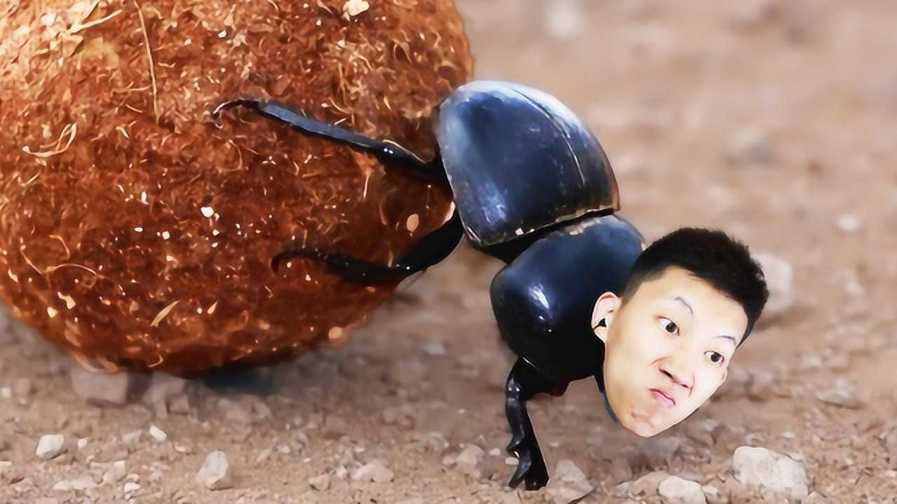 单机游戏模拟屎壳郎为什么乌鸦总是要吃我鲤鱼ace解说