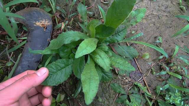 山路边这种野草,憨吃哥乡下叫地胆头,你知道它的用处吗?