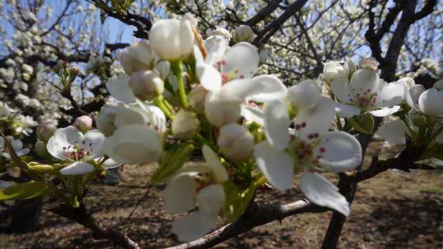 辽阳东京陵梨园盛开的梨花背景音乐梨花美