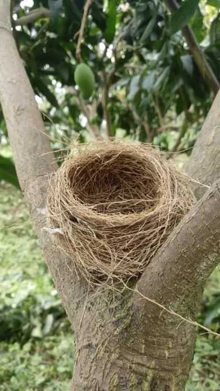 芒果樹上的鳥窩