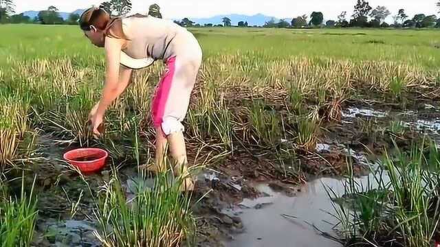 美女去水沟捡田螺,田螺没捡到反而抓大了一条大货