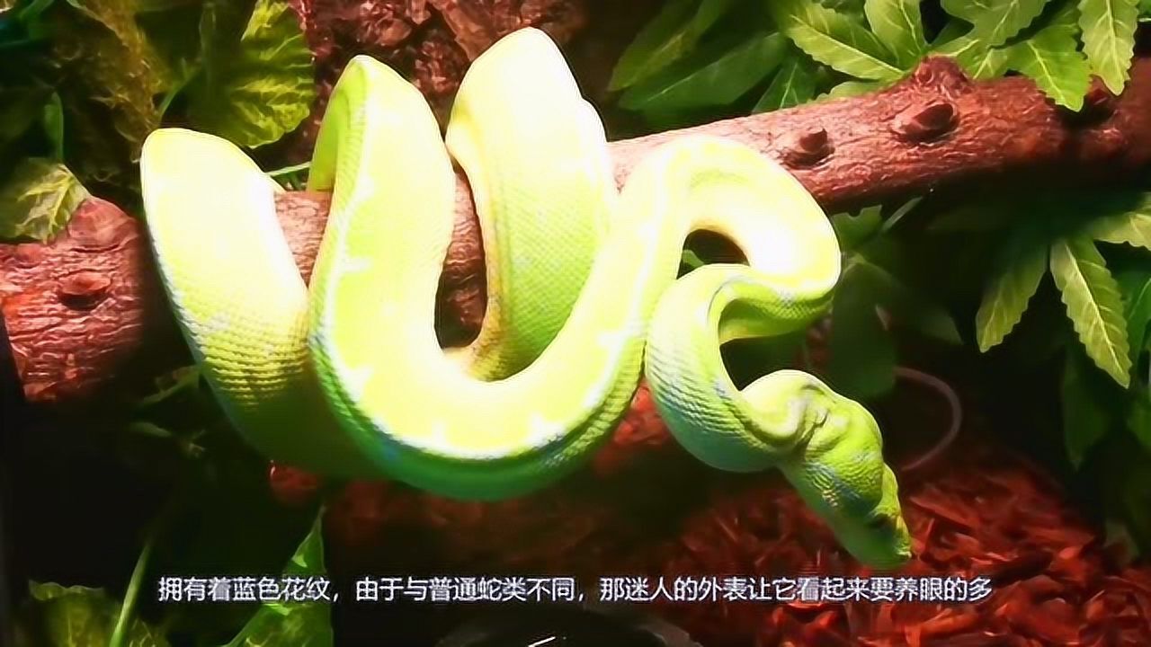 变异蓝化绿树蟒捕蛇人最想抓到的一条蛇外表美丽价值还高