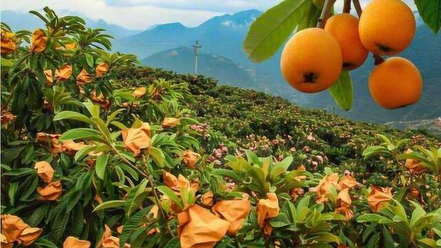 枇杷树上不只有枇杷,被果实抢走“风头”的枇杷花,价格相比高几倍!