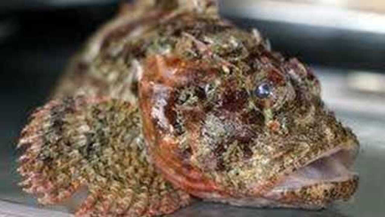 老虎鱼的鳍含有剧毒所以在处理的时候要非常谨慎小心