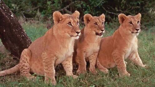 狮子伤人后遭射杀，留下三只可怜的小狮子，被人类当宠物养着