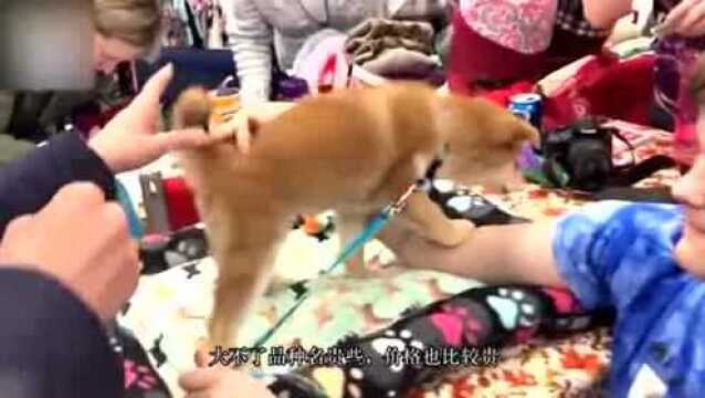 太稀奇!一家庭养了只“人面犬”,长相酷似人类