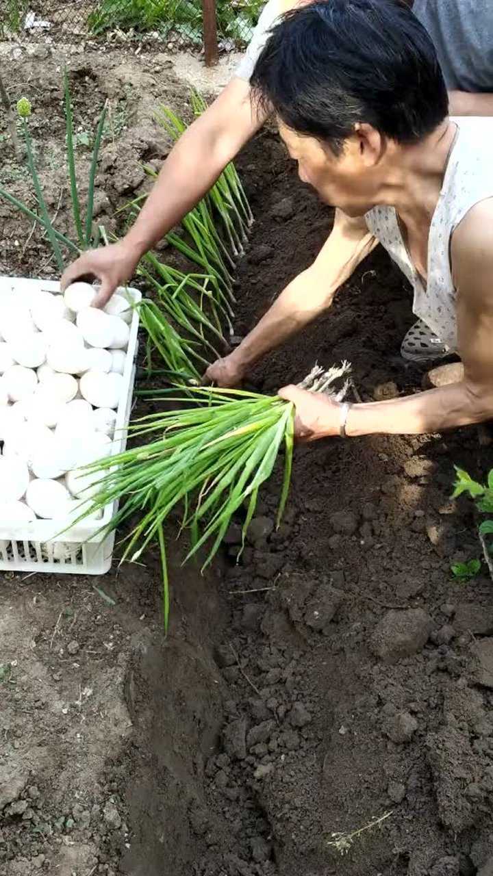 早起种大葱啦