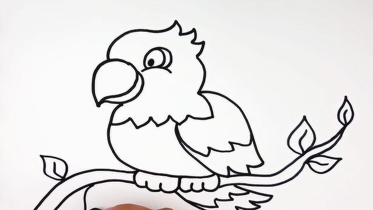 儿童启蒙早教:鹦鹉简笔画,站在树枝的鸟儿
