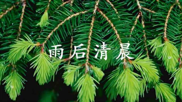 《雨后清晨》保持愉悦的心情,一切都是美好的!