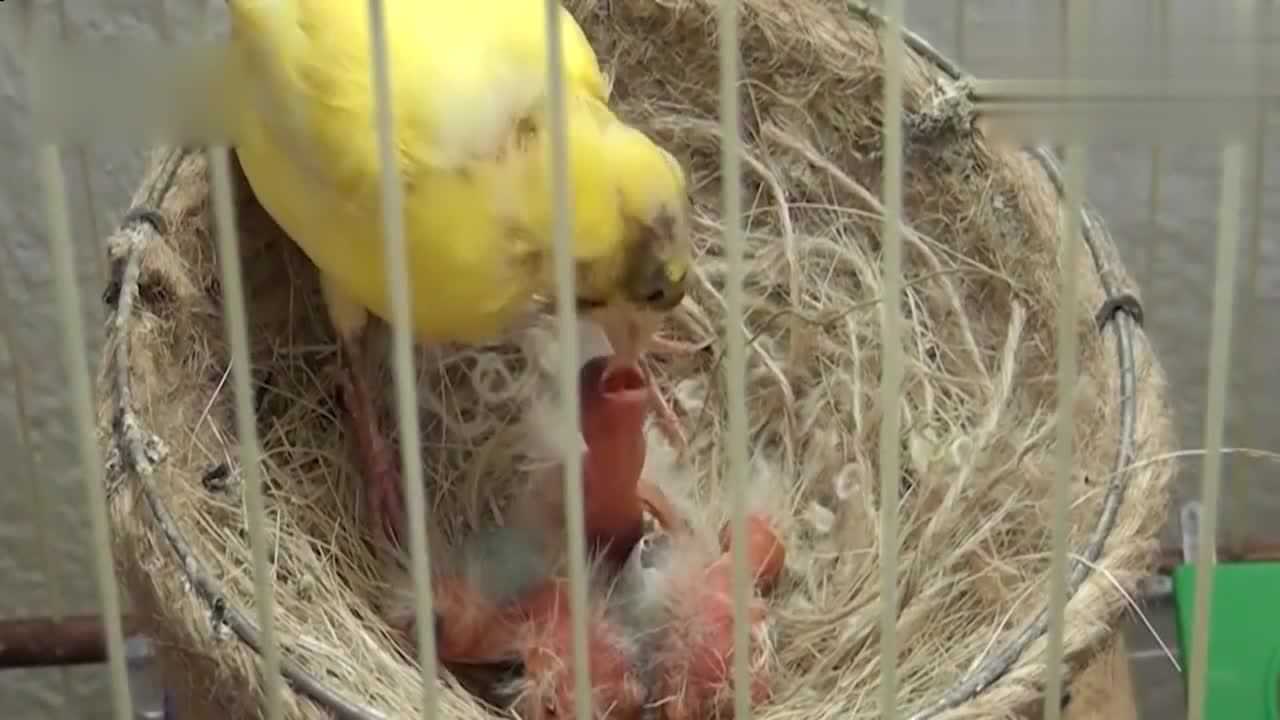 带你完整看看芙蓉鸟繁殖全过程
