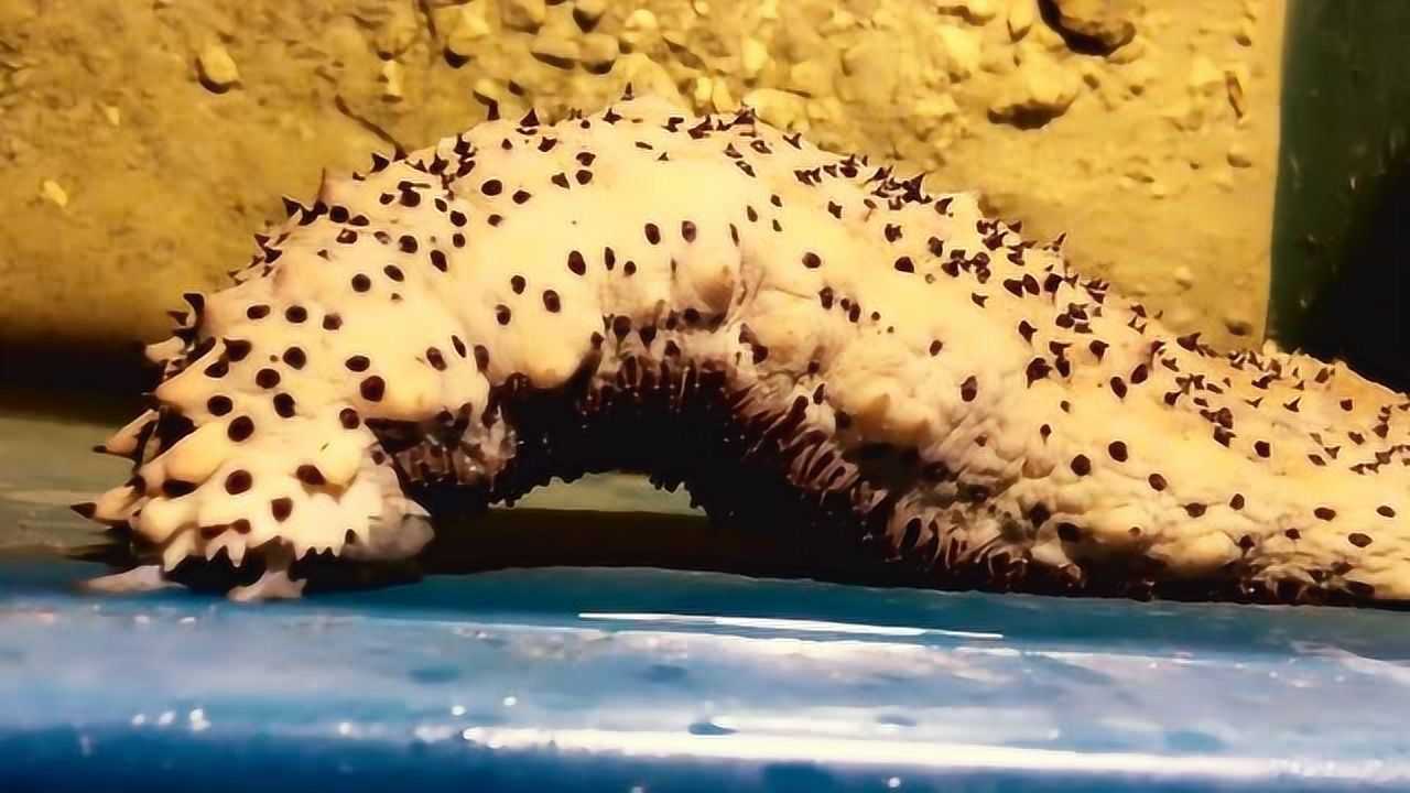海参到底是怎么爬行的视频拍给你看