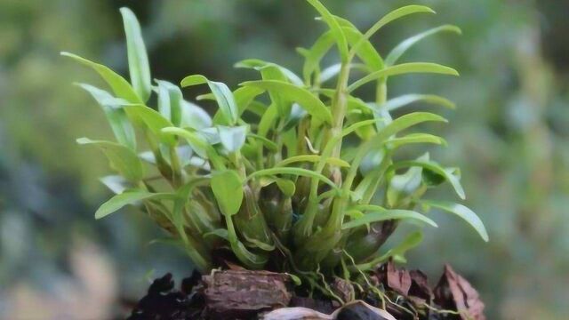 这里有故事 优选产品 霍山石斛 霍山米斛 仿野生种植石斛