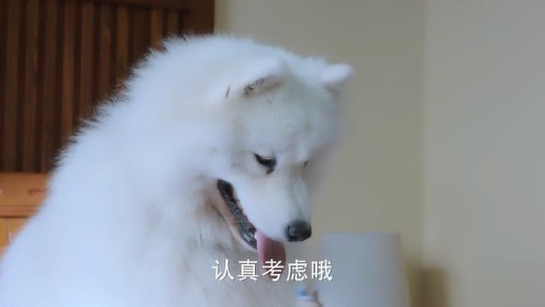 《神犬小七3》小雪成了边慕追安心的贤内应，有问必答，有求必应