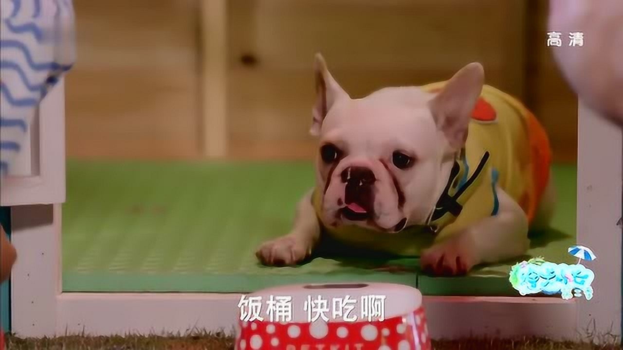 陈思成电视剧作品_神犬小七第二季:狗狗也会吃醋啊_电视剧_高清完整版视频在线观看_腾讯视频