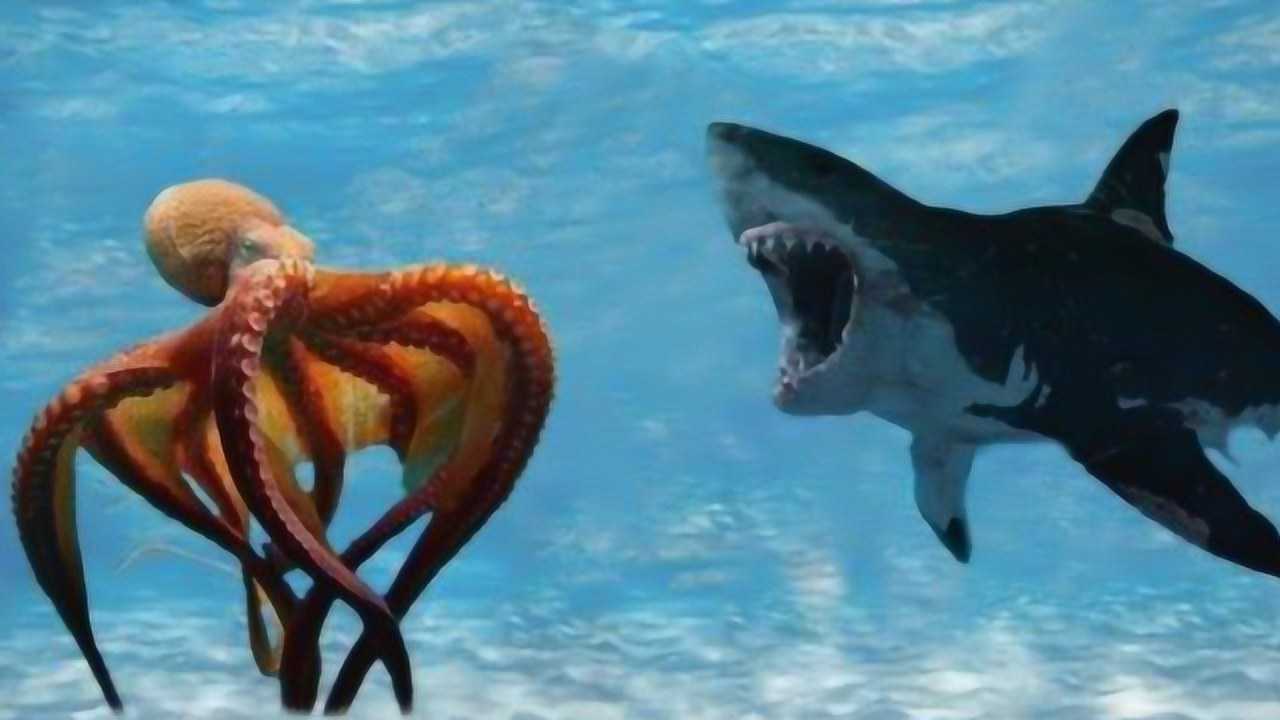 鲨鱼大战八爪鱼,海底霸王被巨型章鱼吸住,真是大开眼界
