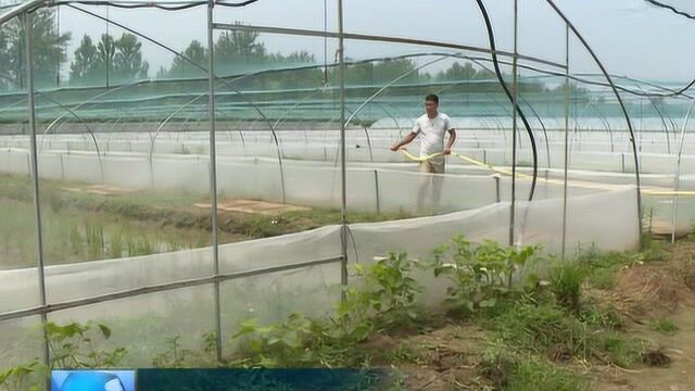 种稻又养蛙 一田双丰收