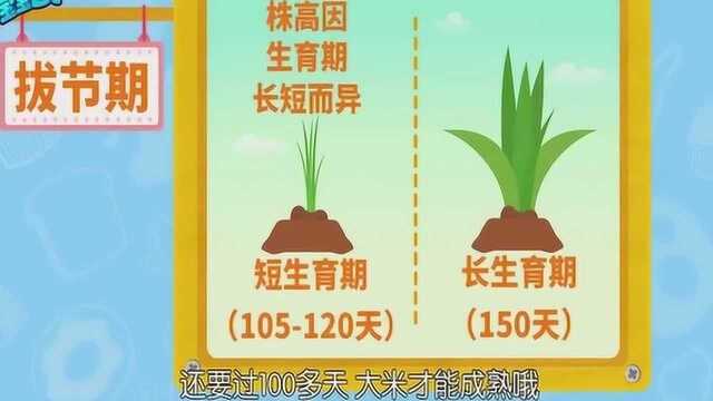 水稻生长周期的全过程