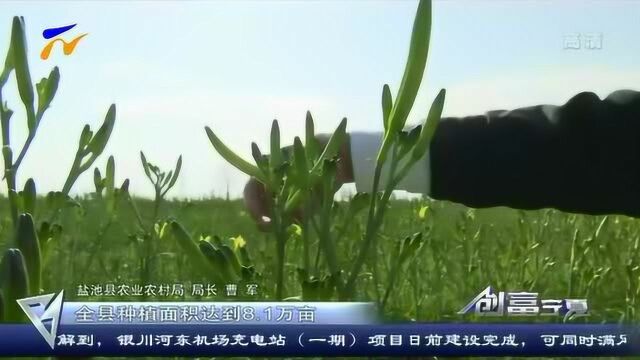 盐池:金花绽放迎来全国客