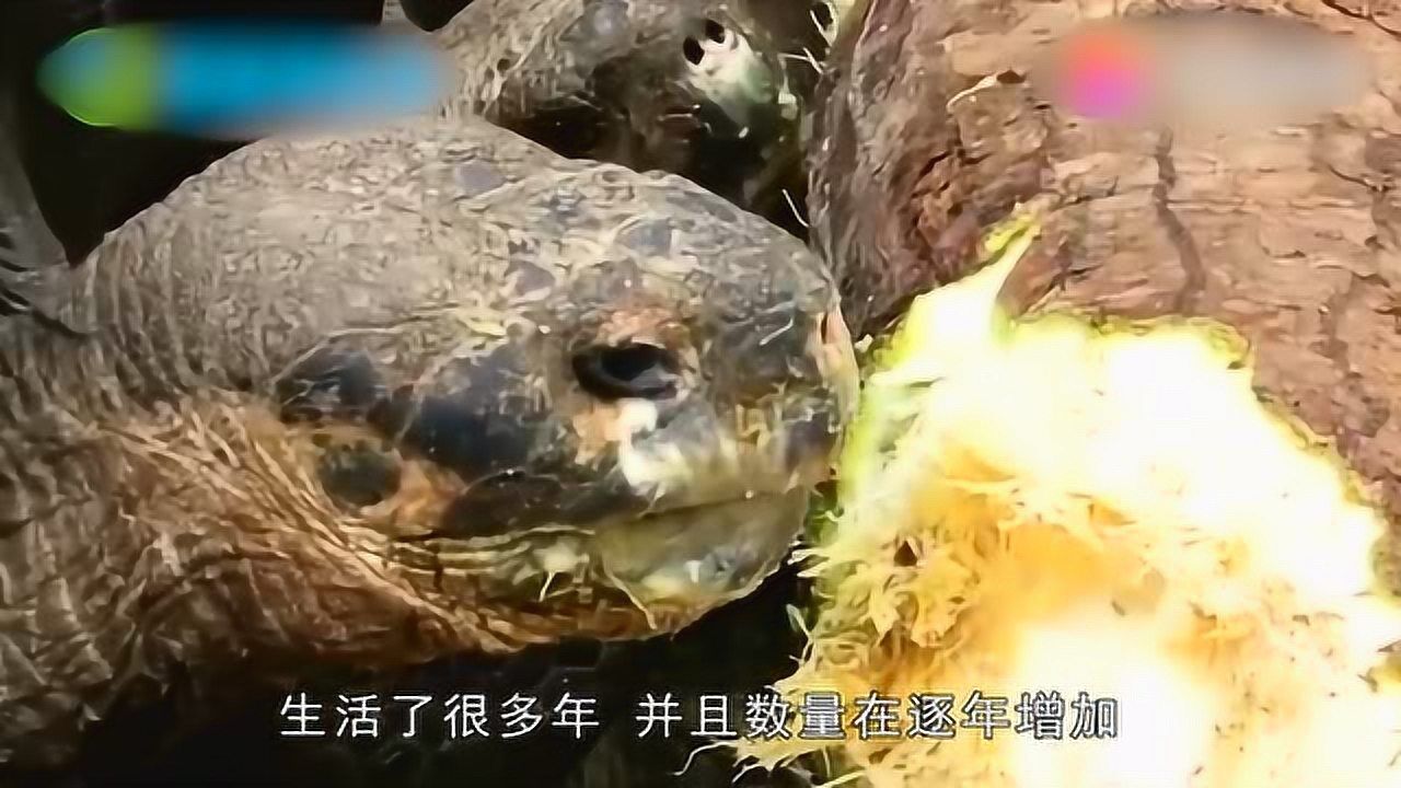 巴西龟到底可不可以放生