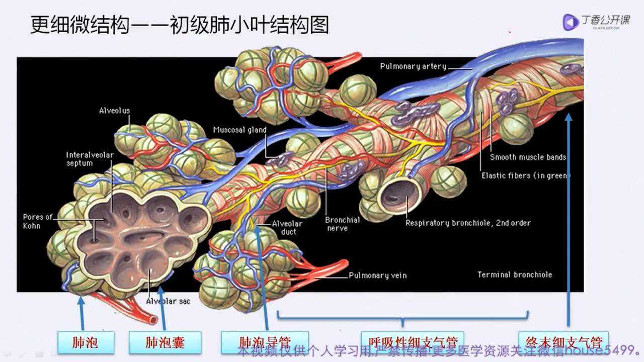 肺的大体及微观解剖回顾任福欣