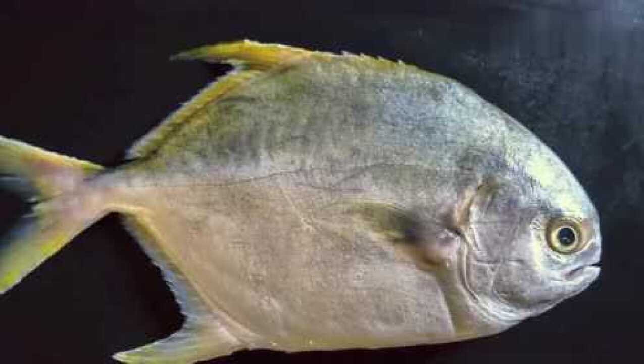 认识鲳鱼它的尾巴像燕子一样它还可以做成鱼干小朋友认识吗