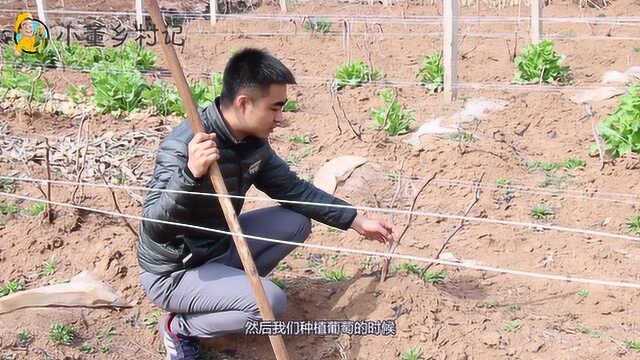 农村小伙打理葡萄院,讲解田间知识有一套