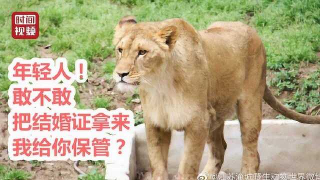 常州动物园回应猛兽保管结婚证活动:给现代人婚姻一些强制性承诺