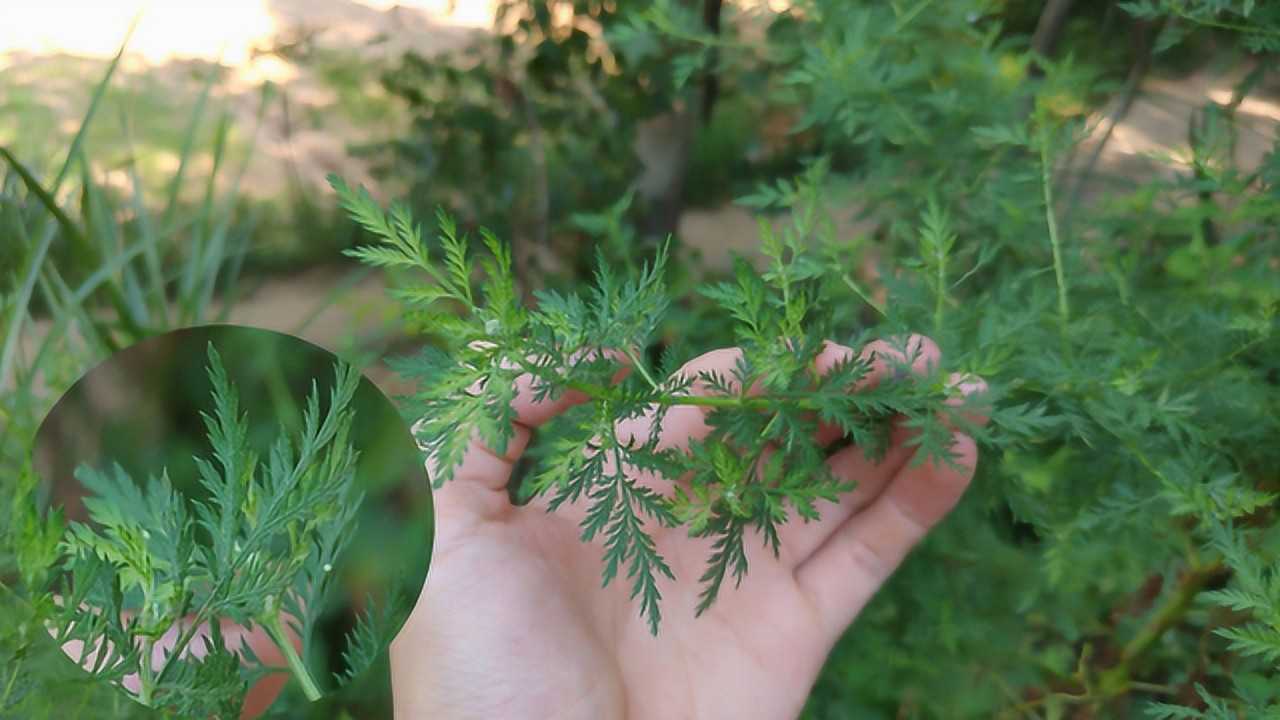 农村夏季炎热,皮肤骚痒,一种普通的草药,效果好不花钱
