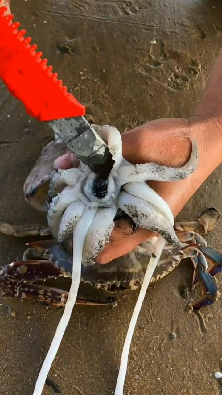 今天来解刨墨鱼