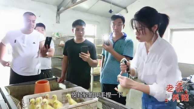 老张带徒弟们到孵化场学习,美女现场教学,鹅苗如何打疫苗才正确