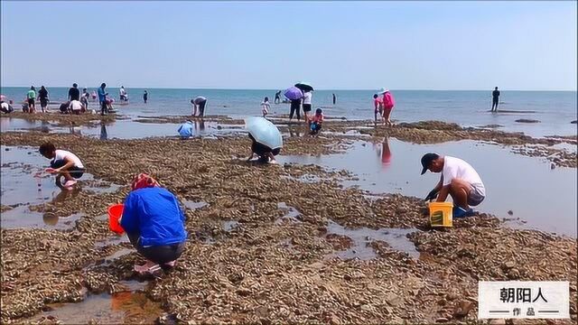 锦州看海遇上退潮,顺道赶个海