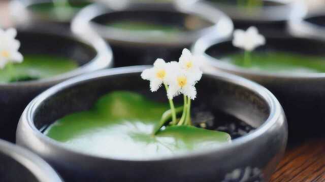 网红植物一叶莲的养护与繁殖知识分享