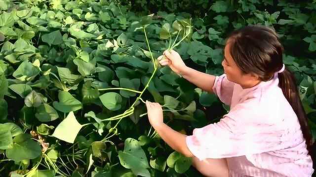 酸脆红薯梗好吃不油腻,想吃多少都有,关键是还不用钱买