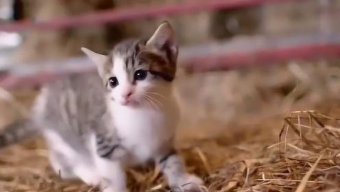 BBC高分纪录片《小猫的秘密》：萌翻人心，猫控必看