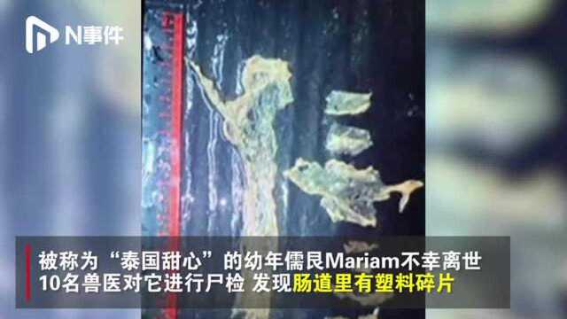 “泰国甜心”儒艮Mariam离世,胃中塑料导致其感染死亡