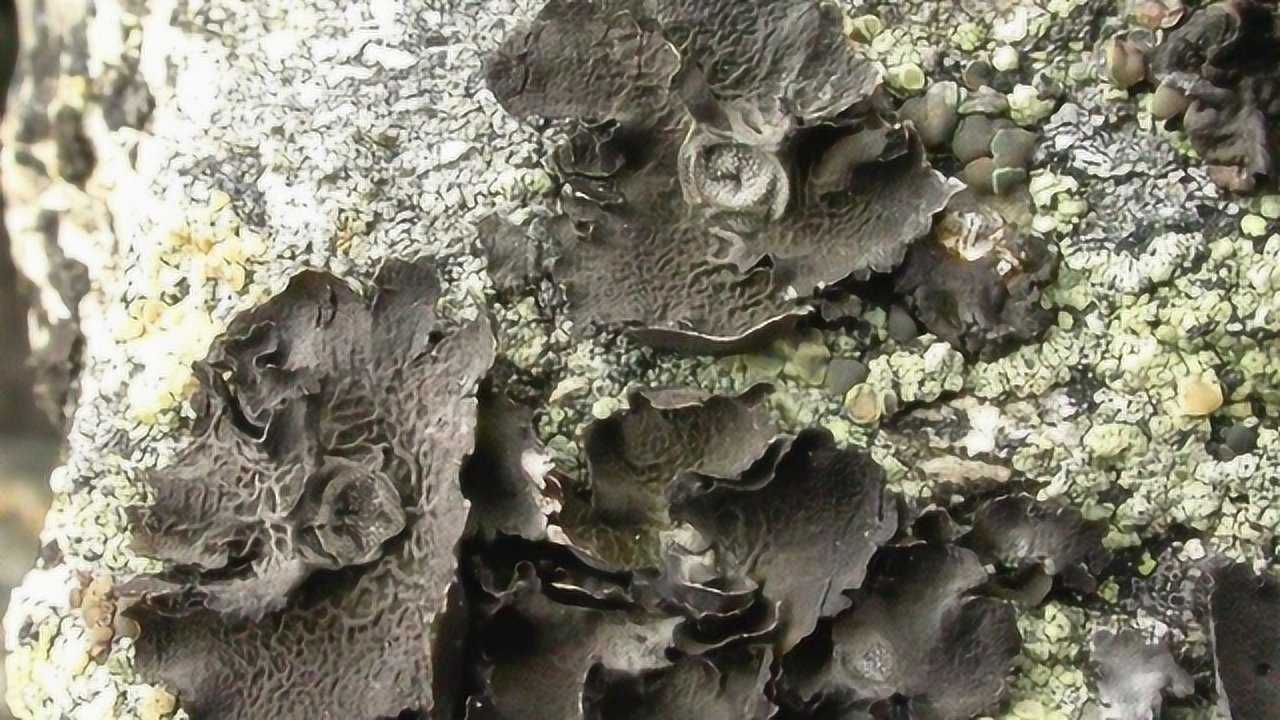 野生岩耳800元1斤,需长在峭壁上10年以上,采摘人冒险采取