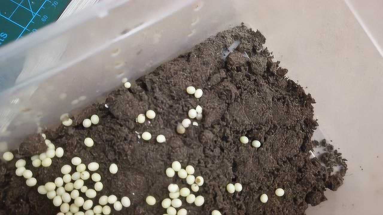粉丝说孵化不出来的白玉蜗牛卵,今天陆续孵化了,真是太奇妙了!