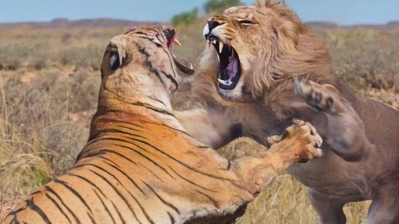 实拍残暴老虎大战狮子最为罕见的生死搏斗狮子瞬间被碾压