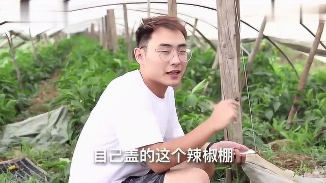 大学生回乡自媒体创业,自己盖的辣椒棚,这样下去能坚持多久