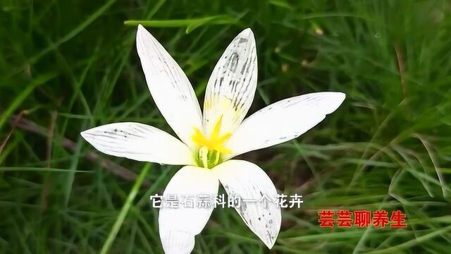 葱莲带茎全草入药,平肝、宁心、熄风,用于小孩急惊风、小儿肝热