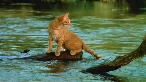 小橘猫不小心流落荒野，为了填饱肚子，它用尾巴钓了一条大鱼